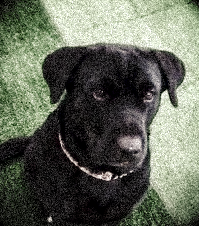 Foundation Lesson: ‘Lick the Neck’